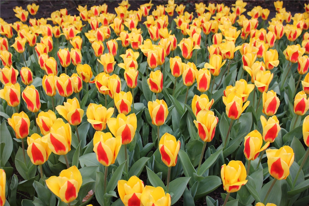 Где закончить (недельные, недолгие) флористические курсы в учебном заведении (комбинате упк) за короткий срок?