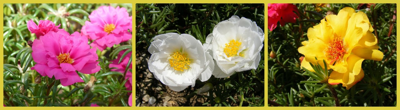 Как и где выбрать флористическое училище (пту)