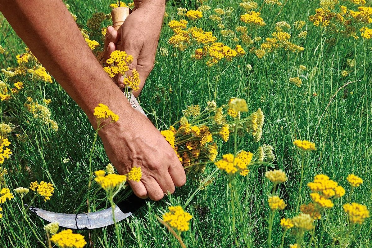 Что нужно знать чтобы найти первоклассные курсы искусства флористов Что нужно знать чтобы найти первоклассные курсы искусства флористов