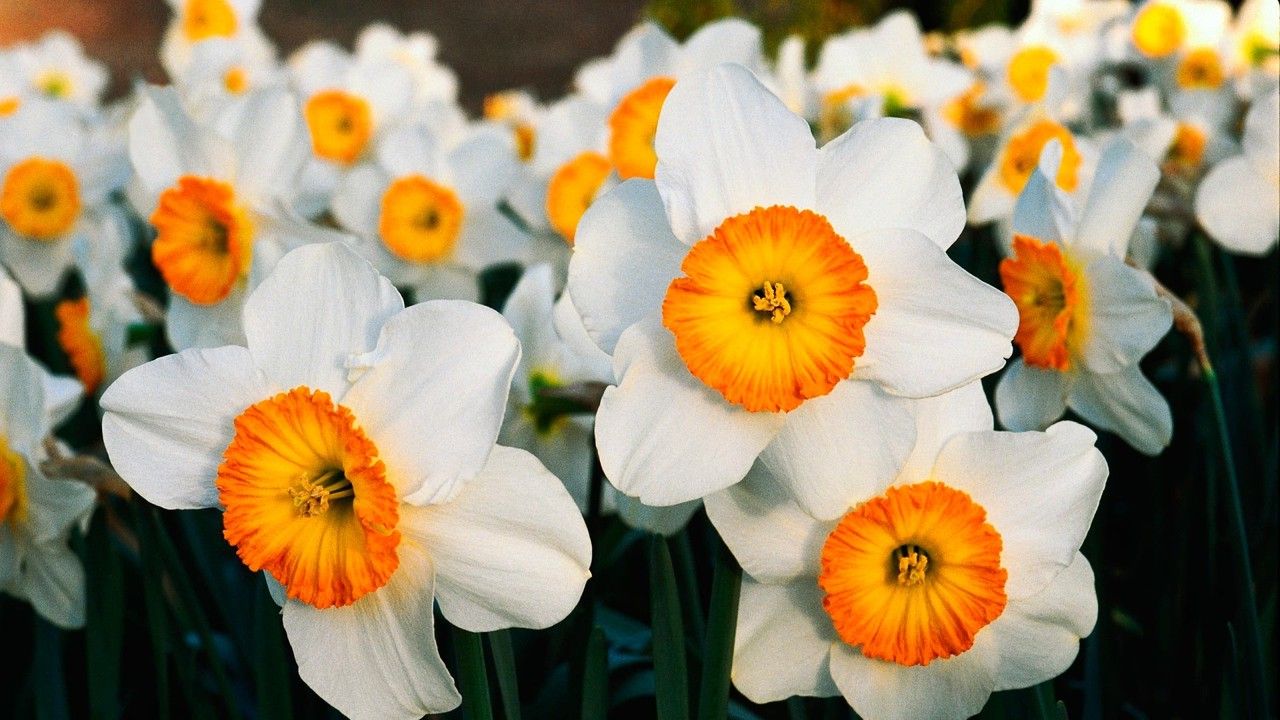 Если есть желание пойти на курсы обучения флористов, то мы вам подскажем как это сделать Если есть желание пойти на курсы обучения флористов, то мы вам подскажем как это сделать