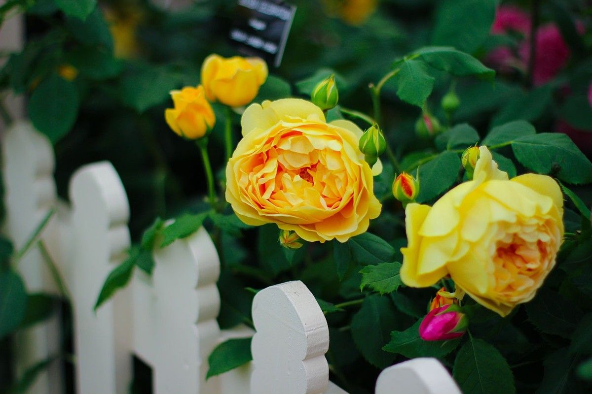 Где проходит набор в школу флористики, как записаться