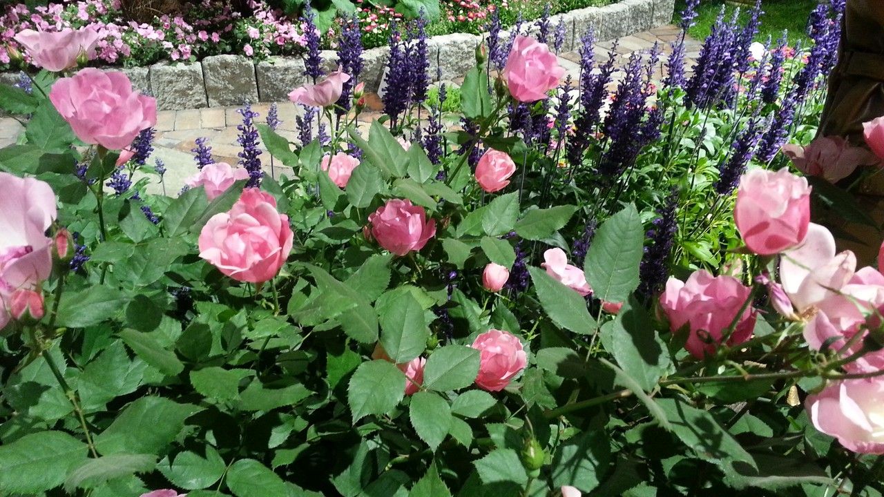 Информация для выпускников: лучшие учебные студии (салоны) искусства флористики Информация для выпускников: лучшие учебные студии (салоны) искусства флористики