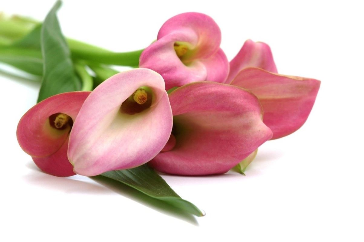 Курсы искусства флористов это гарантия трудоустройства! Курсы искусства флористов это гарантия трудоустройства!