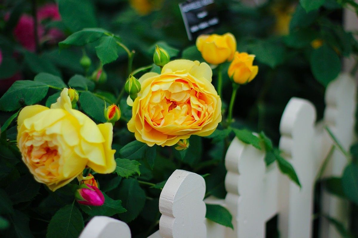 Обучение флористов индивидуально