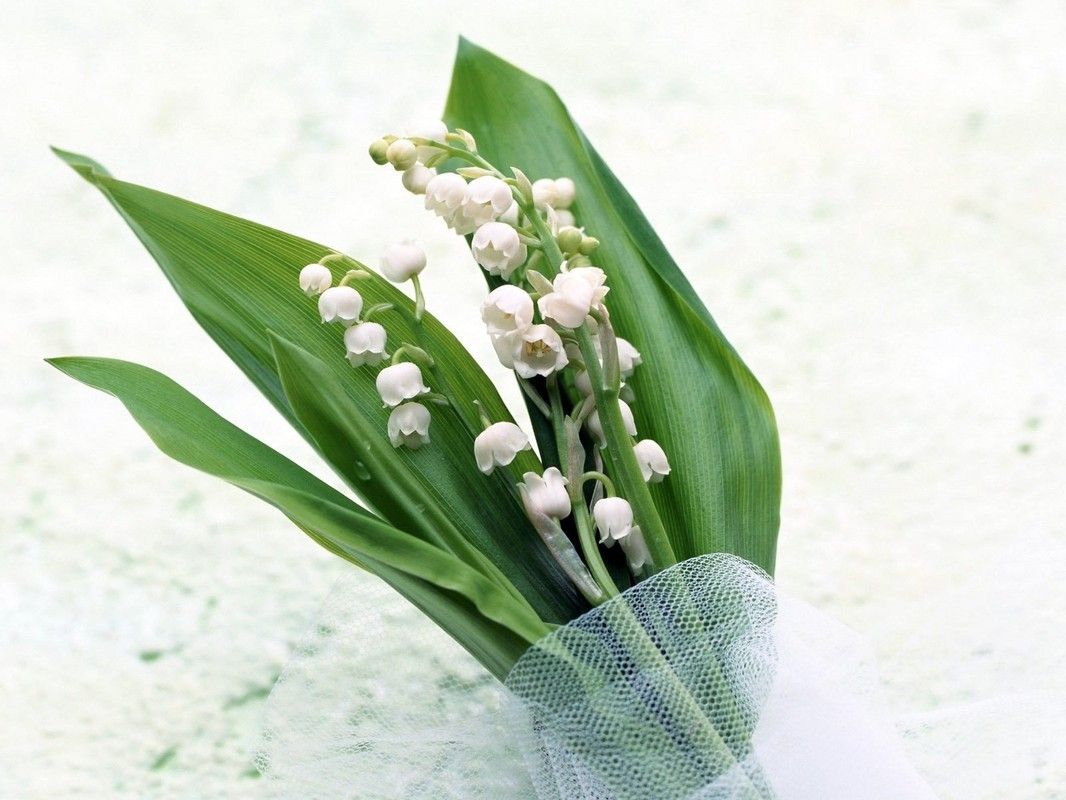 Здесь вы можете узнать как переучиться по профессии флористика